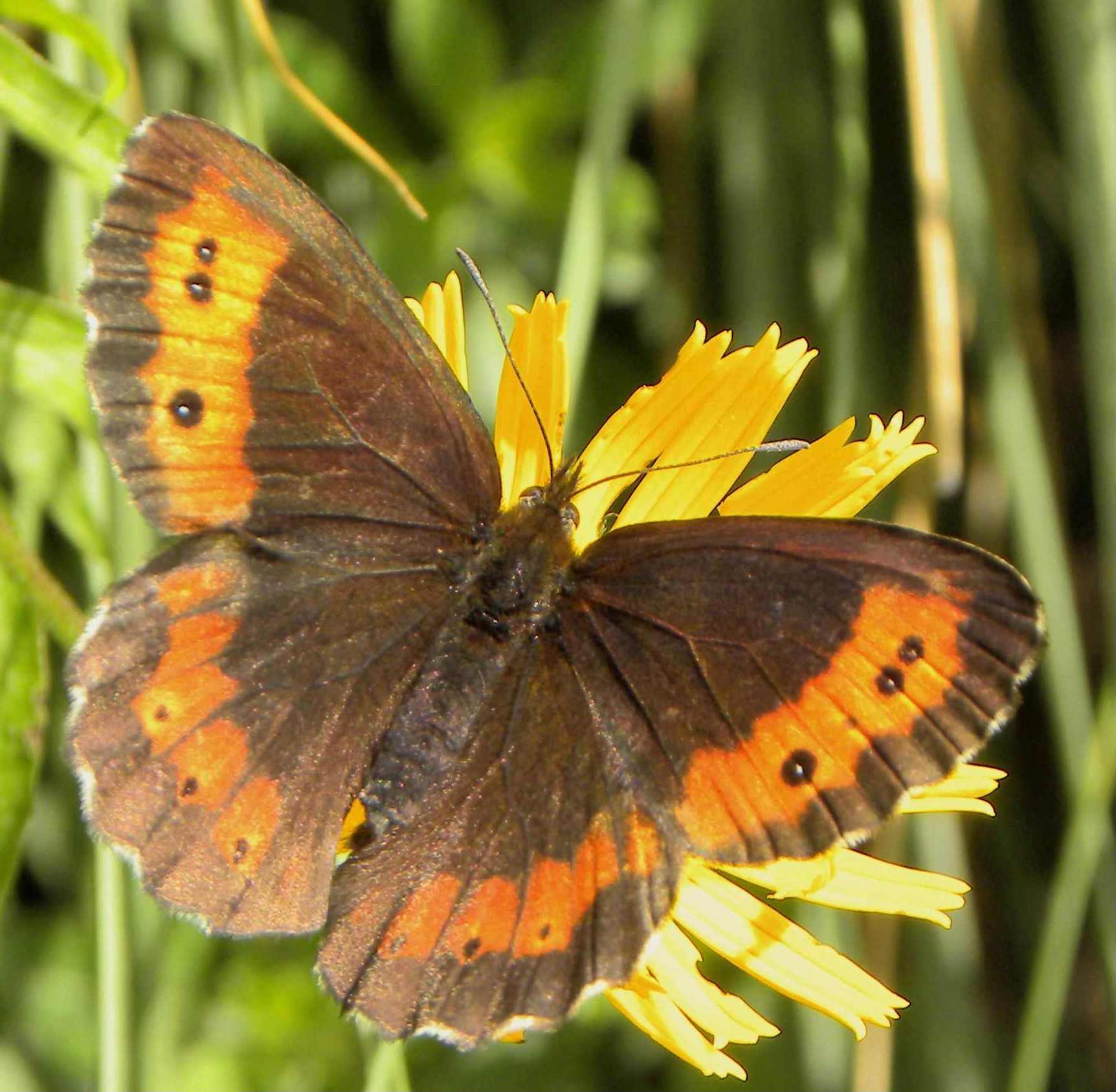 identificazione farfalla